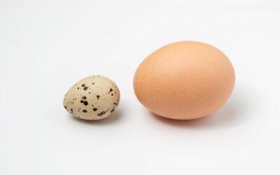 Oeufs de caille : une alternative pour digestion sensible