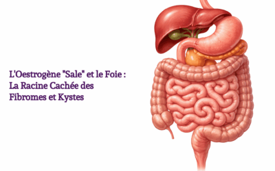 L&rsquo;Oestrogène « Sale » et le Foie : La Racine Cachée des Fibromes et Kystes | Fabiana Lièvre