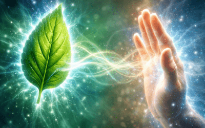 Bain de basilic : bioénergétique des plantes et énergie du corps