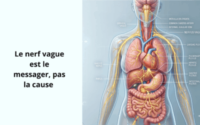 Le nerf vague n&rsquo;est que le messager : pourquoi le stimuler ne suffit pas