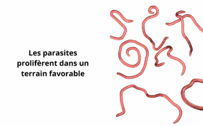 Parasites, Candida et Terrain Intestinal : pourquoi les cures naturelles ne suffisent pas